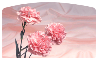 DACRO-022 Pink Carnation